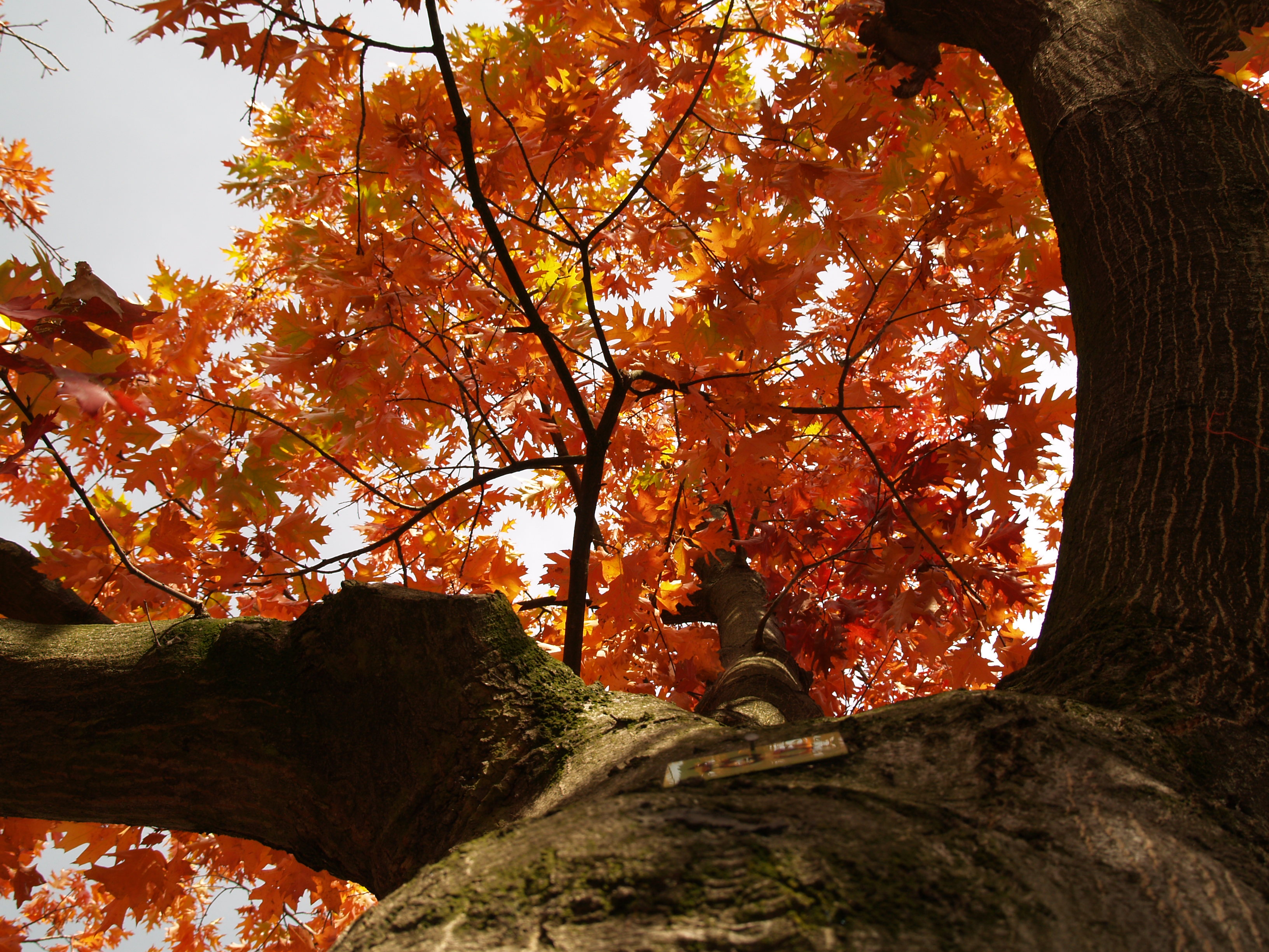 Kastanienbaum mit Herbstlaub