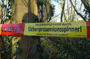 Bild eines Absperrbandes "Vorsicht! Allergiegefahr durch Eichenprozessionsspinner"