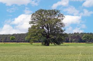 Ein einzelner Baum auf einem Feld