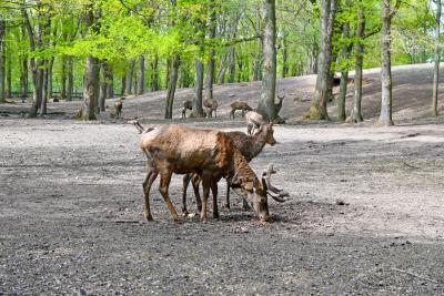 Foto: Oermter Berg Hirsche