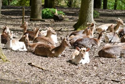 Rehe am Oermter Berg