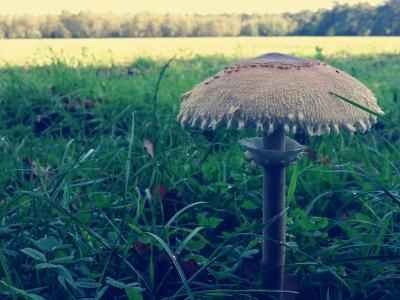 Foto Pilz in der Leucht