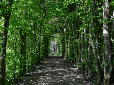 Foto: Laubengang im Rathauspark