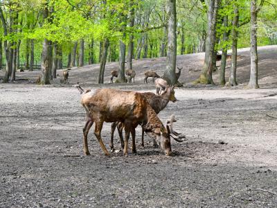 Foto: Oermter Berg Hirsche