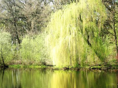 Foto vom Gewässer Bay in Sevelen