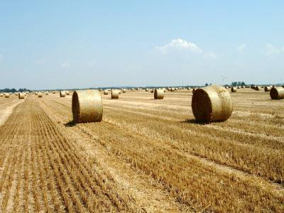 Foto von Strohballen auf einem Feld