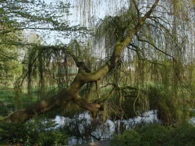 Foto Baum geneigt über der Fleuth