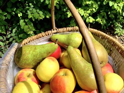 Obstkorb mit Äpfeln und Birnen
