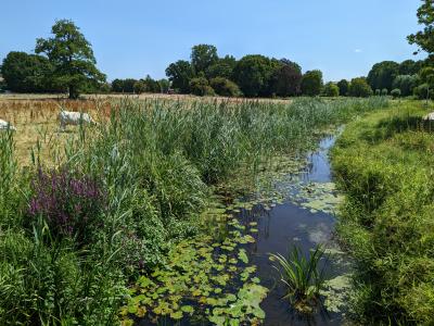 Fleuthauen mit dichter Ufervegetation und grasenden Kühen