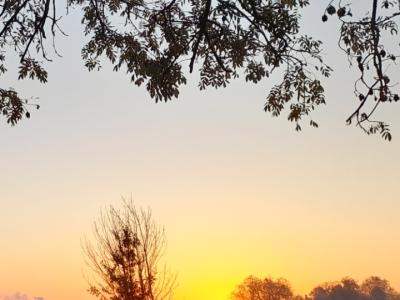 Foto der aufgehenden Sonne vor einem Baum über einem Feld 